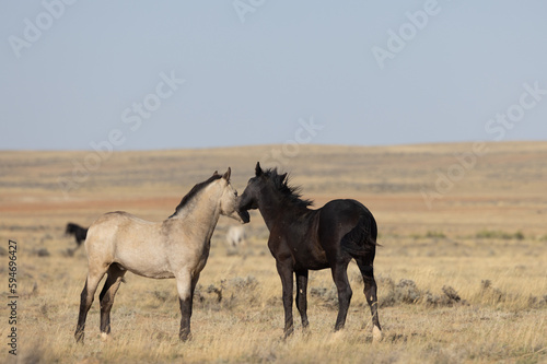 Pair of Young Wild Horses Playing in the Wyoming Desert