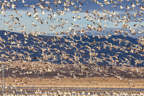 Snow geese flock flying in flight during migration © davidhoffmann.com