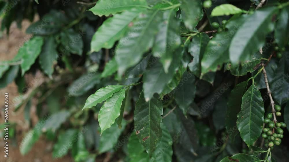 Hand-picking red coffee berries from plant for ripeness check Hand-picking red coffee berries from plant for ripeness check