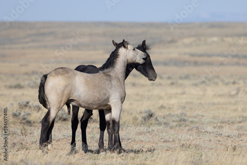 Pair of Young Wild Horses Playing in the Wyoming Desert © natureguy