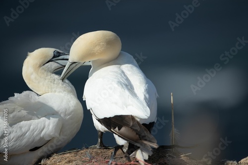 Flock of northern gannet (Morus bassanus) birds on the shoreline during the sunny weather photo