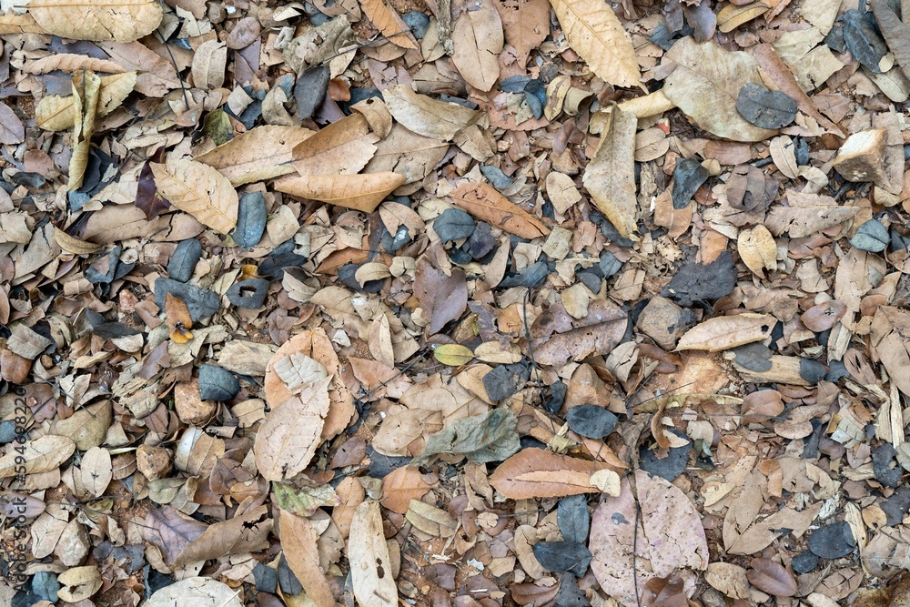 Background of autumn leaves on the ground, colorful foliage scattered. Background of autumn leaves on the ground, colorful foliage scattered.