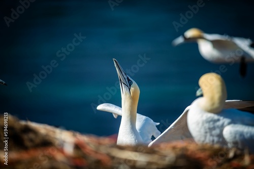 Flock of northern gannet (Morus bassanus) birds on the shoreline during the sunny weather photo