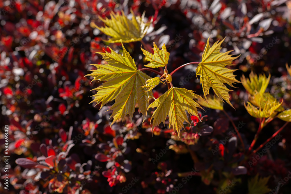 Young Leaves of Maple tree against purple decorative boxwood bush. Bright Minimalist Natural background.