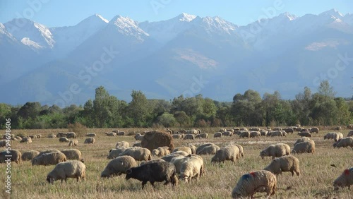 Sheep flock grazing the pasture in the mountains