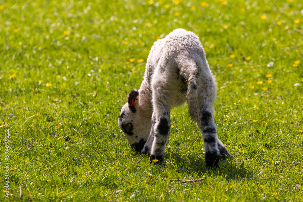 View of the meadow in North UK. Sheep in the pasture. Cumbria. View of the meadow in North UK. Sheep in the pasture. Cumbria.