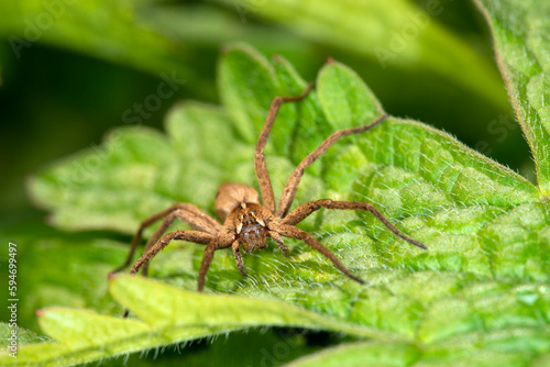 The nursery web spider, Pisaura mirabilis, on a leaf in Spring. Female. Close up. Head on.