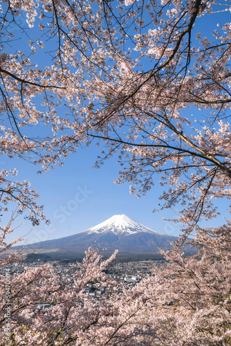 Mount Fuji and sakura in spring , japan. Cherry blossom