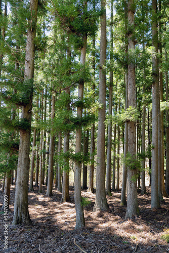 Beautiful natural pine forest in Japan