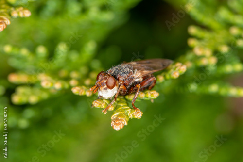 The 'thick headed fly' Sicus ferrugineus, close up on cypress © Wildwatertv