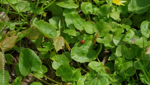 Wallpaper Mural Top view slow motion 4k stock video footage of sunny green fresh plants and beautiful red ladybug on sunny spring field or forest in May. Ukrainian countryside springtime landscape Torontodigital.ca