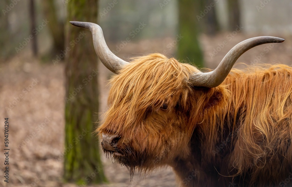 Closeup of the Highland cattle in the field Closeup of the Highland cattle in the field