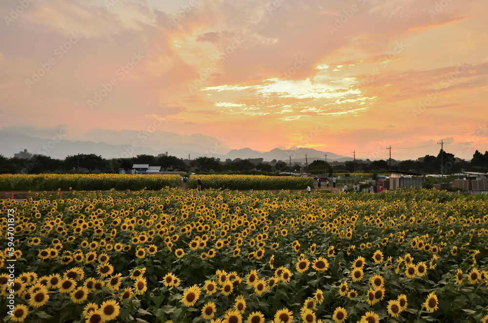 Obraz premium 座間のひまわり畑の夕景