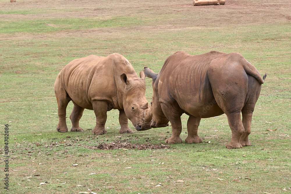 Two rhinoceroses facing each other head to head Two rhinoceroses facing each other head to head