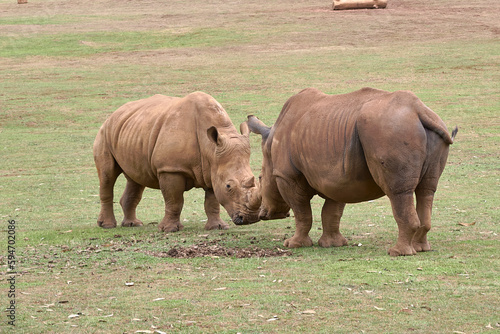 Two rhinoceroses facing each other head to head