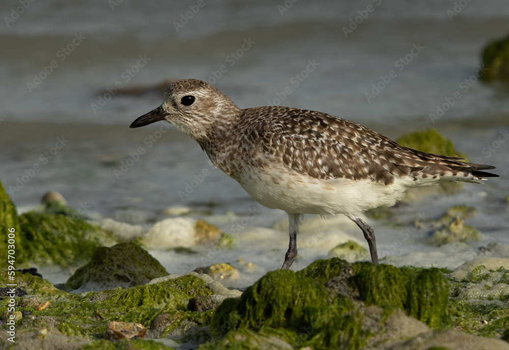 Closeup of a Grey plover at Eker creek of Bahrain during low tide Closeup of a Grey plover at Eker creek of Bahrain during low tide