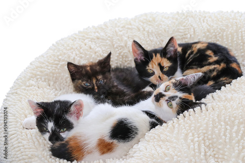 chatons couchés sur un coussin beige regardant l'objectif photo