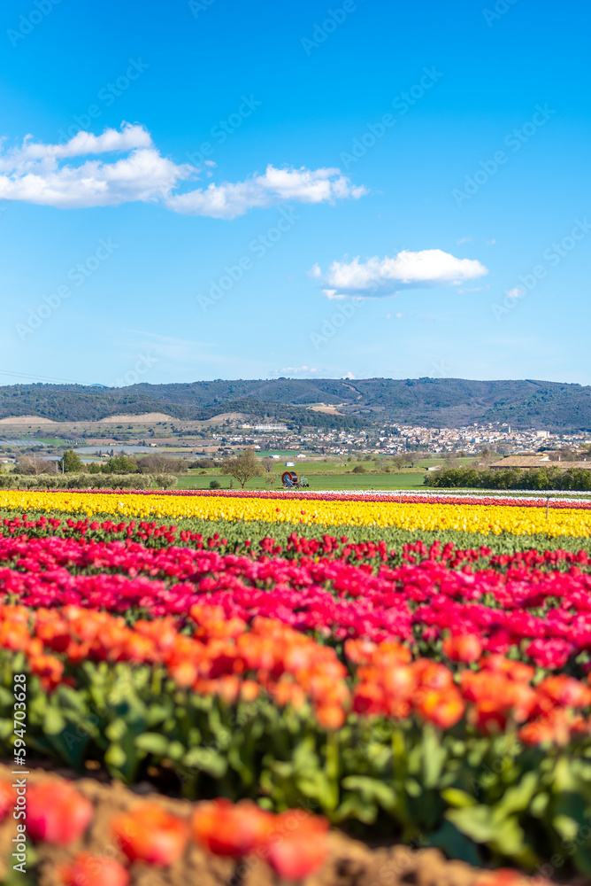 Champs de tulipes multicolores dans le sud de la France, près de la ville de Lurs, avec un beau ciel bleu