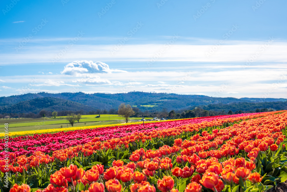 Champs de tulipes multicolores dans le sud de la France, près de la ville de Lurs, avec un beau ciel bleu