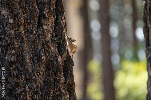 Lodgepole Chipmunk, climbing up the side of a pine tree in the Lake Tahoe area.