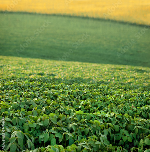 beautiful hill lines of green soybean field and yellow sunflower in the dista...
