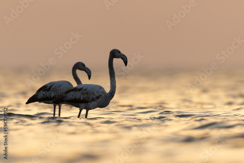 Greater Flamingos and beautiful hue of light at Asker coast of Bahrain