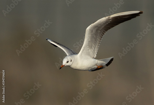 Black-headed gull flying at Asker marsh, Bahrain