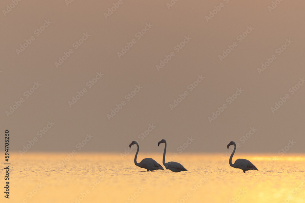 Naklejka premium Greater Flamingos in the morning hours with beautiful hue of light on water, Asker coast, Bahrain
