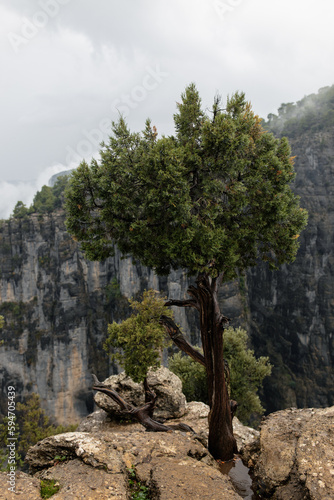 pine tree on the rock