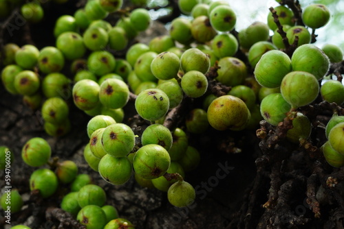 Cluster of Ficus racemosa or fig or Indian fig fruit on tree in Jakarta, Indonesia. photo