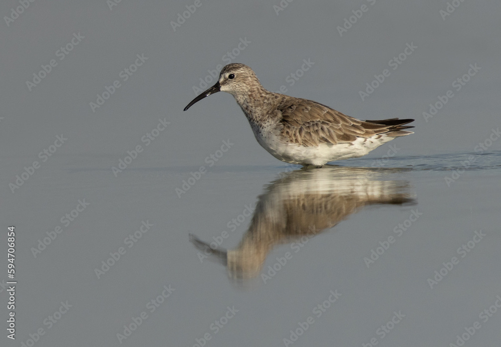 Portrait of a Curlew Sandpiper at Eker creek, Bahrain Portrait of a Curlew Sandpiper at Eker creek, Bahrain