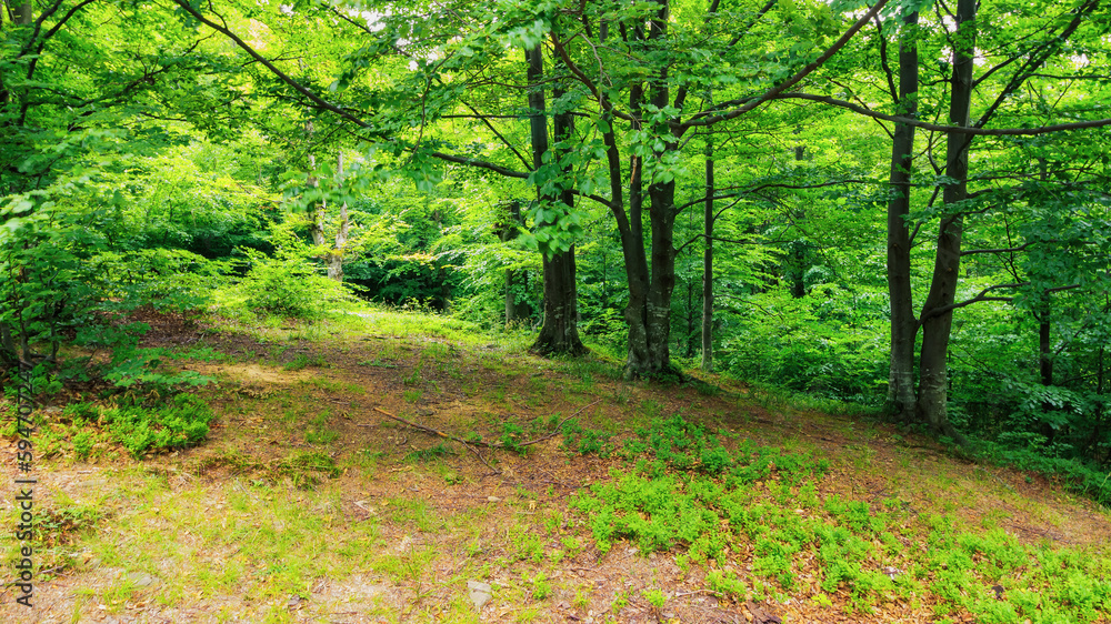 primeval forest trail in wild scenery. trees in green foliage