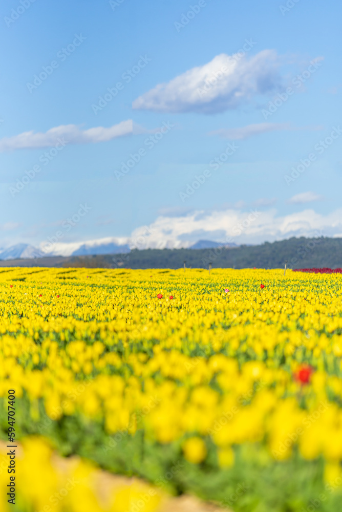 Coquelicot rouge seul au milieu d'un champs de tulipe jaune en Provence, dans le sud de la France, avec les montagnes enneigés au loin. Coquelicot rouge seul au milieu d'un champs de tulipe jaune en Provence, dans le sud de la France, avec les montagnes enneigés au loin.