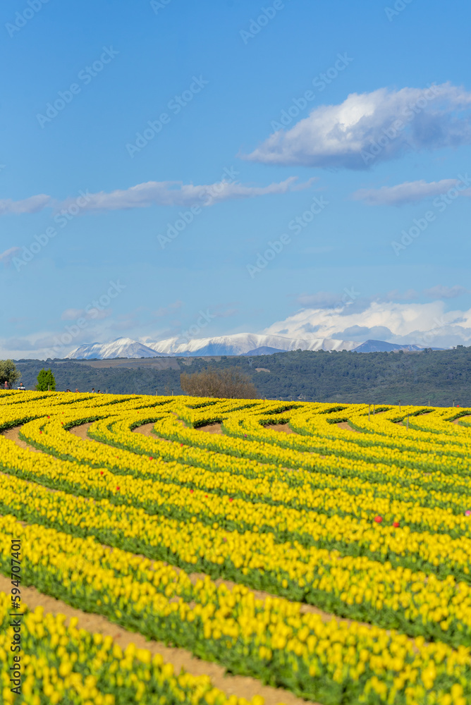 champs de tulipe jaune en Provence, dans le sud de la France, avec les montagnes enneigés au loin.