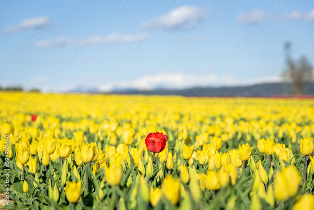 Obraz premium Coquelicot rouge seul au milieu d'un champs de tulipe jaune en Provence, dans le sud de la France, avec les montagnes enneigés au loin.