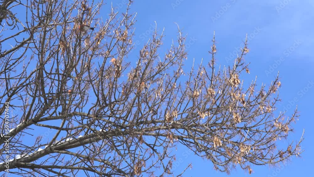 Many cute small bullfinch birds sitting on bare branches of winter trees isolated on clear sunny blue sky background. 4k stock video footage of winter scene. Nature of Ukraine Many cute small bullfinch birds sitting on bare branches of winter trees isolated on clear sunny blue sky background. 4k stock video footage of winter scene. Nature of Ukraine