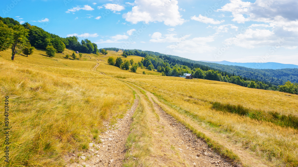 lane through grassy meadow. beech forest on the hills. summer landscape of carpathian mountains