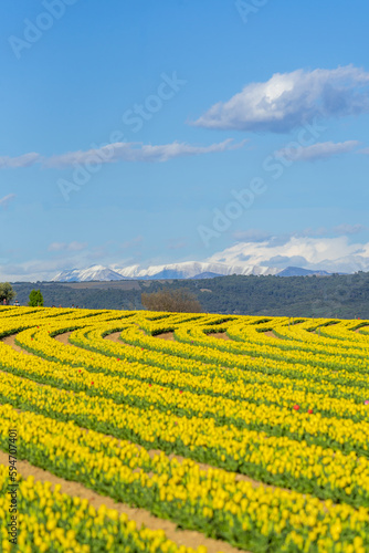 champs de tulipe jaune en Provence  dans le sud de la France  avec les montagnes enneig  s au loin.