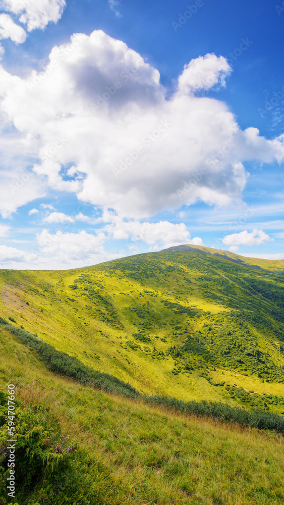 carpathian countryside in summer. scenery with green meadows and forested hills. bright sunny weather