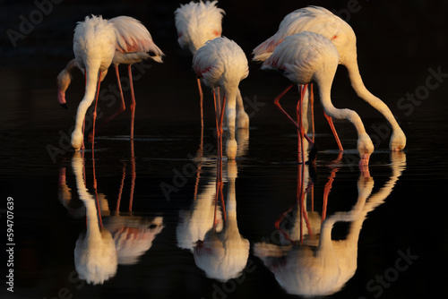 Greater Flamingos feeding and dramatic reflection on water at Tubli bay, Bahrain