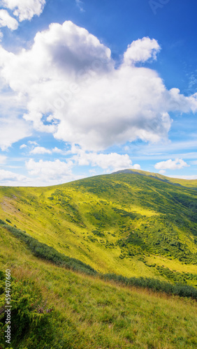 carpathian countryside in summer. scenery with green meadows and forested hills. bright sunny weather © Pellinni