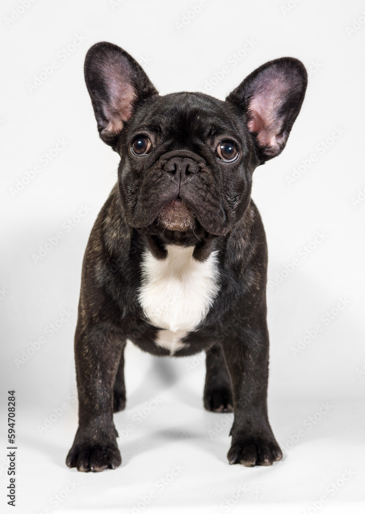 portrait of a small French bulldog puppy looking into the camera in isolation on a light background