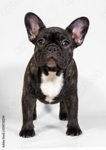 portrait of a small French bulldog puppy looking into the camera in isolation on a light background © Светлана Акифьева