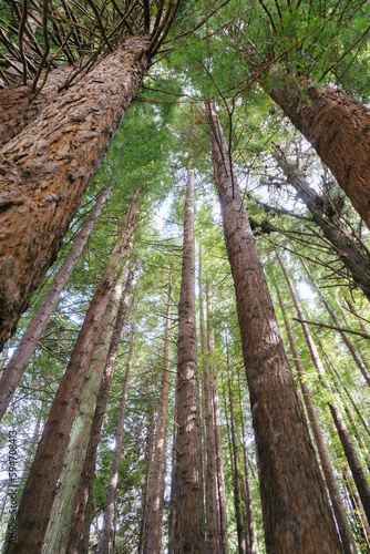 Bosque con árboles muy altos