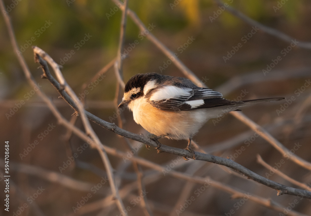 Fototapeta premium Closeup of a Masked shrike perched on tree, Bahrain