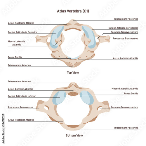 Topmost or atlas vertebra. First cervical vertebra connecting the skull