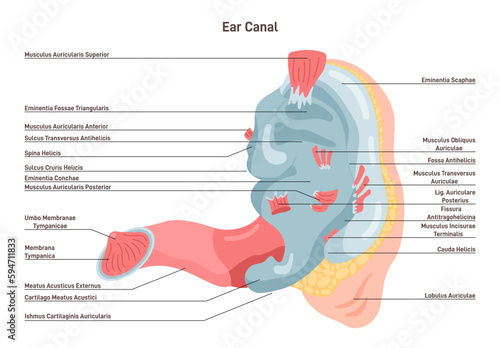 Human ear anatomy. Sound sensory organ inner canal. Ears internal