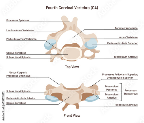 The fourth cervical vertebra of a spine. Front and top view of spinal