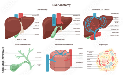 Liver anatomy set. Hepatic system organ lobule and hepatocyte photo