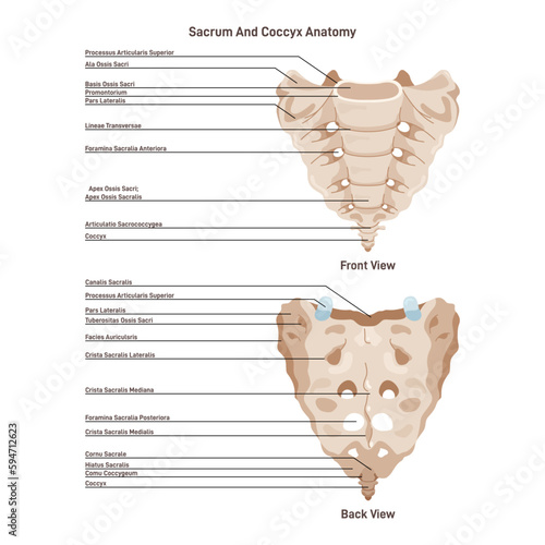 Sacrum and coccyx. Spinal bone structure. Inferior part of the spinal column